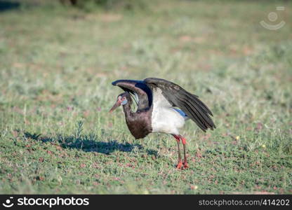 Abdim's stork flying away in the Kalagadi Transfrontier Park, South Africa.