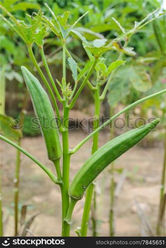 Abelmoschus moschatus plant