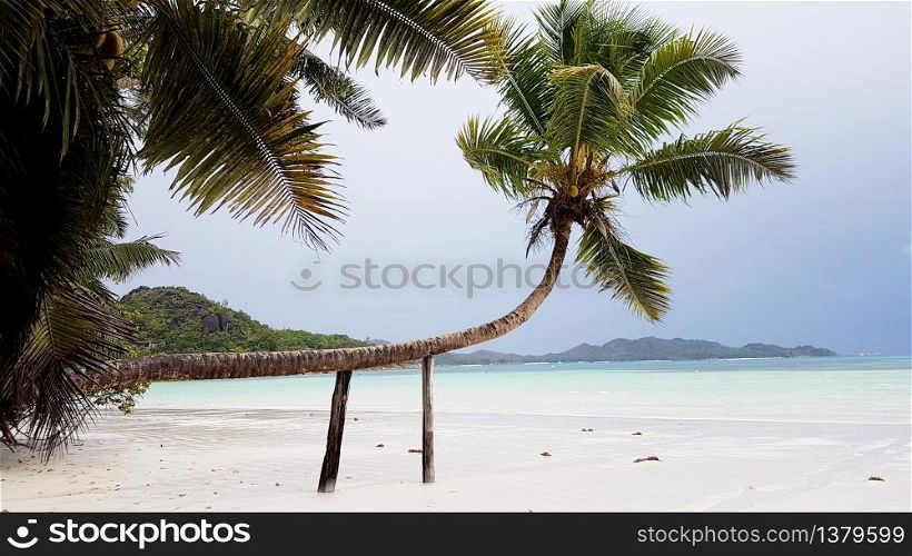 abnormal palm tree supported by wooden beams at Pralin, Seychelles