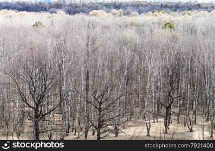 above view of bare trees in spring forest in cold day