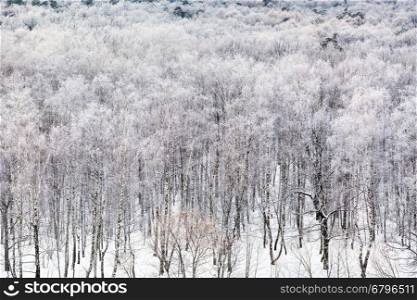 above view of birch grove covered by snow in cold winter day