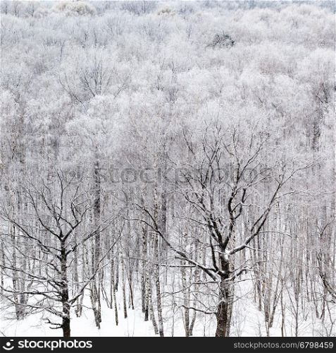 above view of black oak tree bare trunks in forest in cold winter day