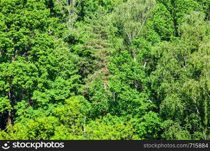 above view of dense greenwood in sunny summer day