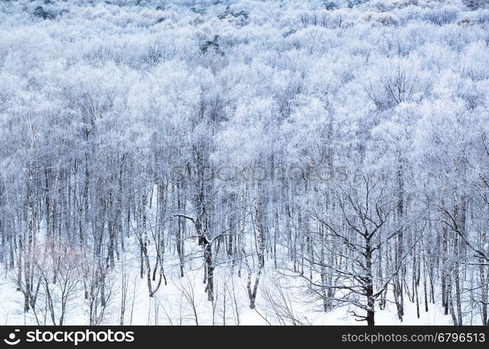 above view of forest covered by snow in cold winter morning