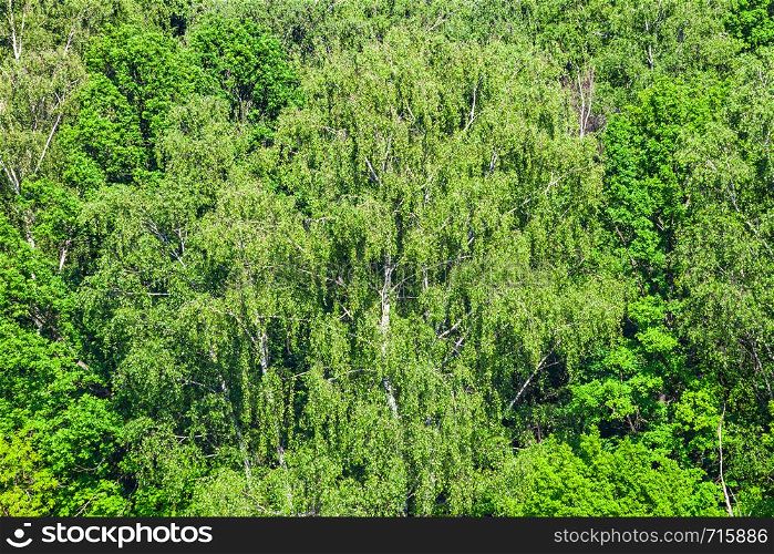 above view of green trees in forest in sunny summer day