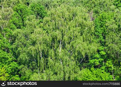 above view of green trees in forest in sunny summer day