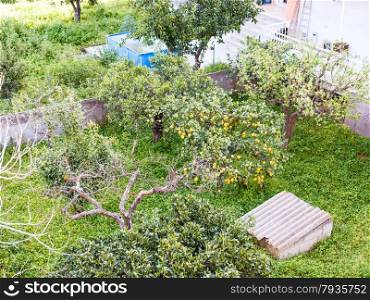 above view of lemon tree in backyard of urban house in Gaggi town, Sicily, in spring