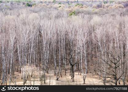 above view of oak and birch forest in cold spring day