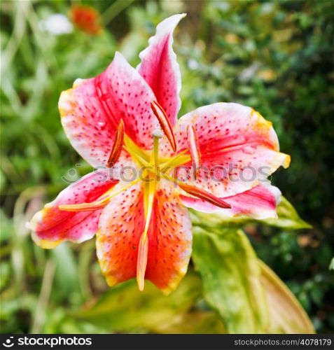 above view of pink bloom tiger lily close up outdoors