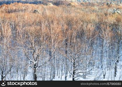 above view of tree tops in woods illuminated by sunlight in cold winter day