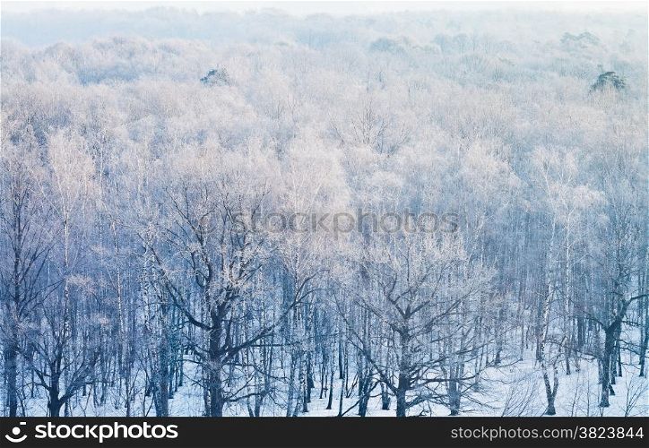 above view on frozen woods in cold winter morning