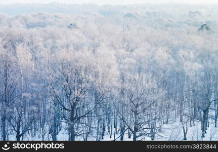 above view on frozen woods in cold winter morning