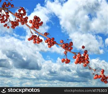 ABranch Of Red Berries Against A Blue Sky