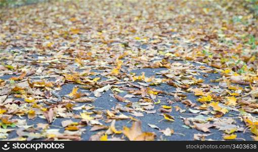 abscised dry leafs on asphalt pavement
