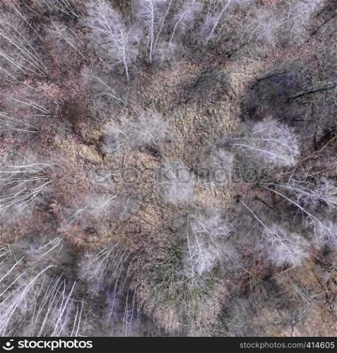 Abstract aerial photograph of leafless trees, taken vertically, distorted, made with drone