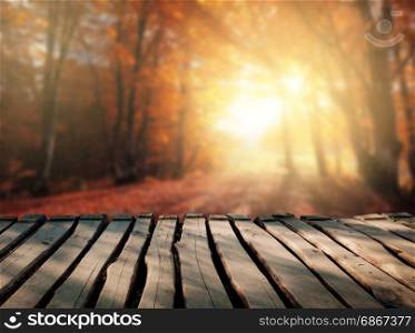 Abstract autumn background. Fall colors forest at sunny day