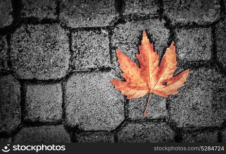 Abstract autumn background, grunge style photo of dry maple leaf on gray brick wall, detail of fall nature, weather change concept