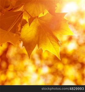 Abstract autumn background, old orange maple leaves, dry tree foliage, soft focus, autumnal season, changing of nature, bright sunlight