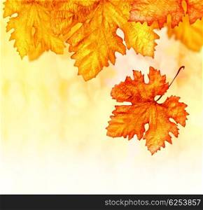 Abstract autumn background, orange autumnal backdrop, dry leaves border, old golden plants decoration, yellow foliage outdoor in october, autumn seasonal concept, brown flora textured wallpaper&#xA;