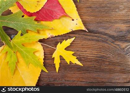 Abstract autumn background with green and red leaves