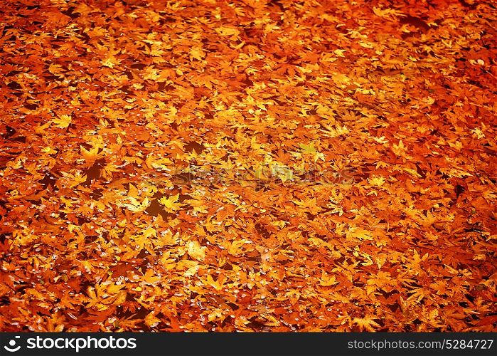 Abstract autumn leaves background, dry orange maple leaf floating in forest river, beauty of a nature at fall season