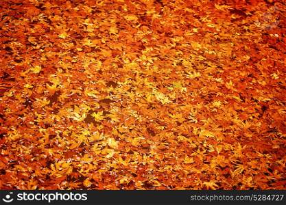 Abstract autumn leaves background, dry orange maple leaf floating in forest river, beauty of a nature at fall season