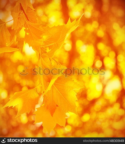 Abstract autumnal background, dry golden maple leaves, soft focus, change of nature, sunny day, foliage texture, autumn concept