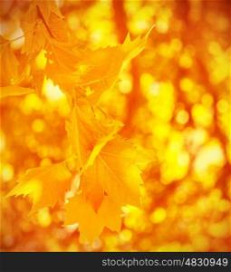 Abstract autumnal background, dry golden maple leaves, soft focus, change of nature, sunny day, foliage texture, autumn concept