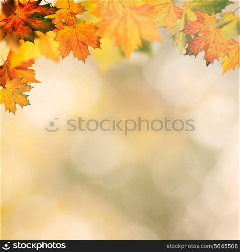 Abstract autumnal backgrounds wit yellow maple foliage
