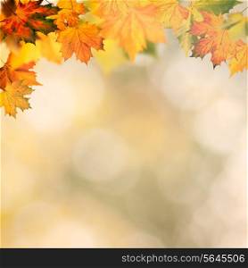 Abstract autumnal backgrounds wit yellow maple foliage