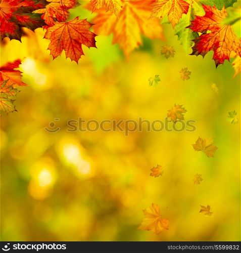 Abstract autumnal backgrounds with beauty bokeh and maple foliage