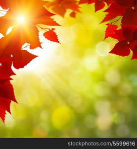 Abstract autumnal backgrounds with birch foliage and beauty bokeh