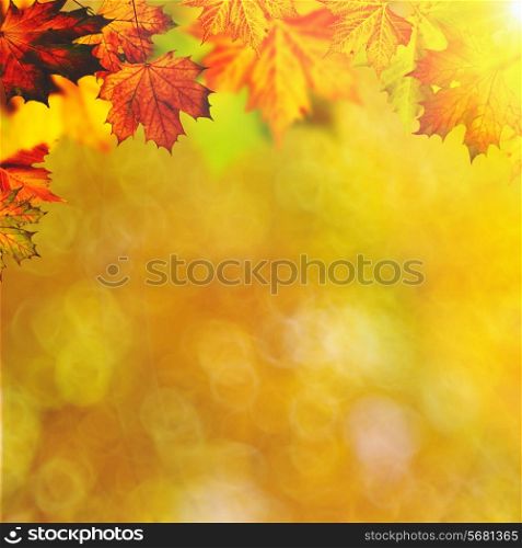Abstract autumnal backgrounds with maple foliage
