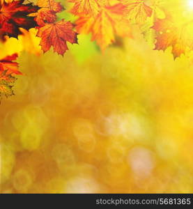 Abstract autumnal backgrounds with maple foliage