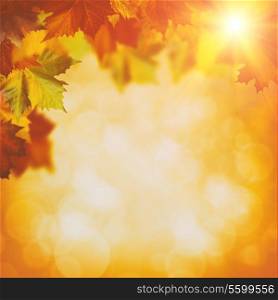 Abstract autumnal backgrounds with maple foliage and beauty bokeh