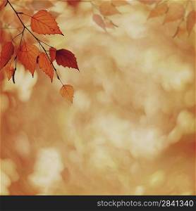 Abstract autumnal backgrounds with petzval lens bokeh