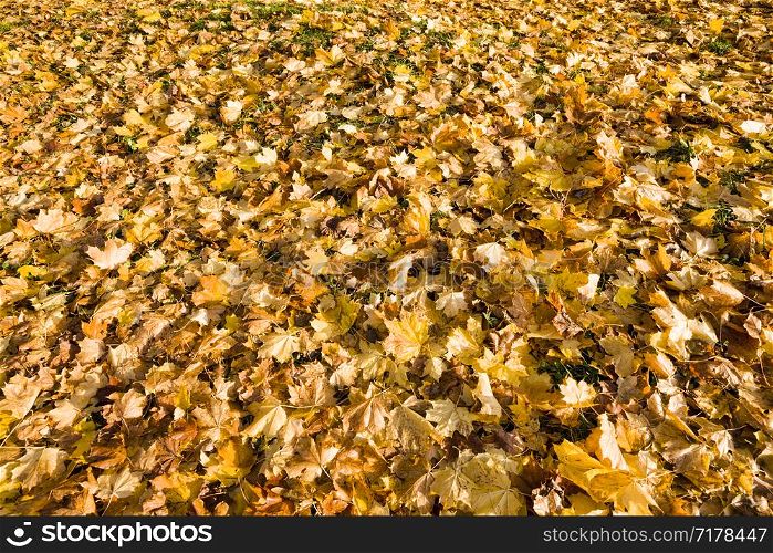 Abstract background and yellow foliage of trees in autumn, natural colors.. autumn natural colors