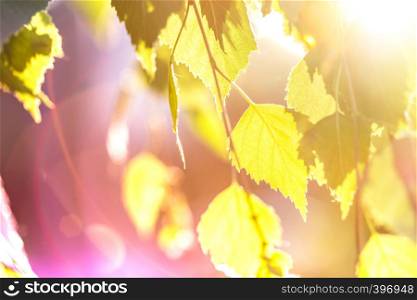 abstract background - birch leaves in the rays of sunlight