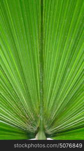 Abstract background close-up of base of palm leaf