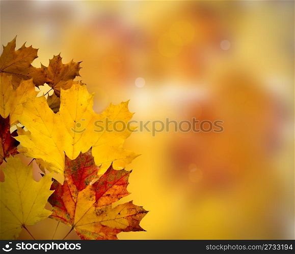Abstract Background Composition - Autumn Leaves