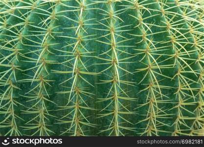 Abstract background from close-up of cactus with thorns pattern. Green nature backdrop. Plant and agriculture.