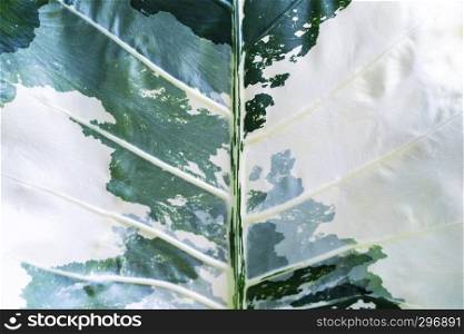 Abstract background from closeup of variegated leaf in green and white color. Art and fantasy of nature.