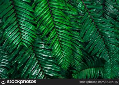 Abstract background from green leaf pattern in tropical forrest with sunlight. Nature backdrop.