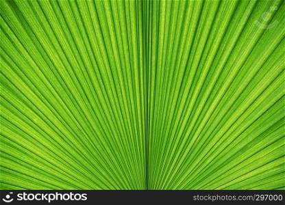 Abstract background from green palm leaf texture. Nature wallpaper and backdrop.