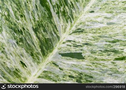 Abstract background from leaf texture in nature. Art of nature backdrop.