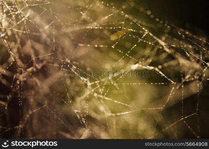 Abstract background from morning dew on a spider web. Nature inspiration