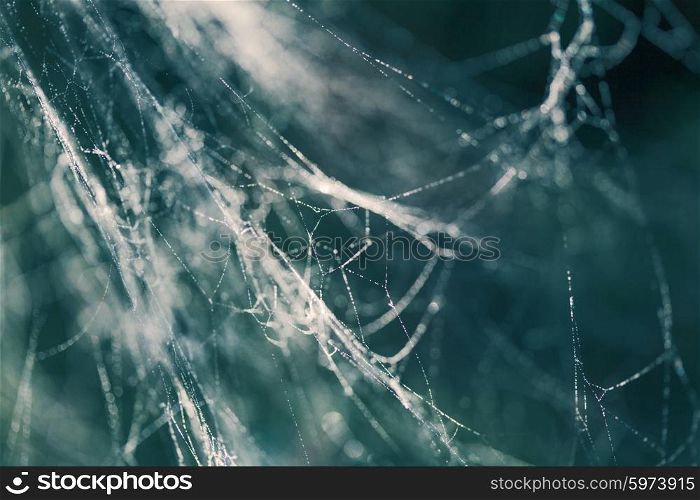 Abstract background from morning dew on a spider web. Nature inspiration. Inspiration web