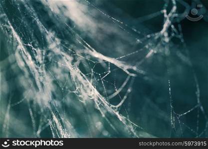 Abstract background from morning dew on a spider web. Nature inspiration. Inspiration web