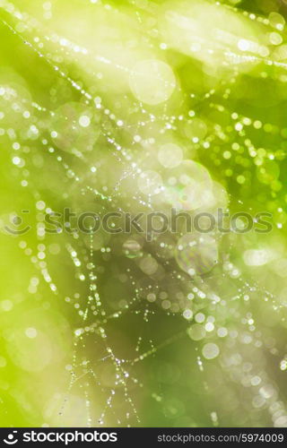 Abstract background from morning dew on a spider web. Nature inspiration. Inspiration web