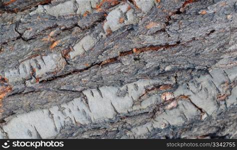 abstract background from the bark of old tree